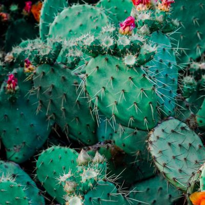 Copyright Isn’t a Cactus