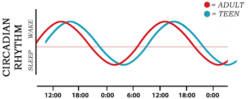 Circadian Rhythm Circadian Rhythm chart.