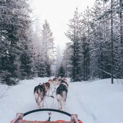 Dogs pulling a sled.