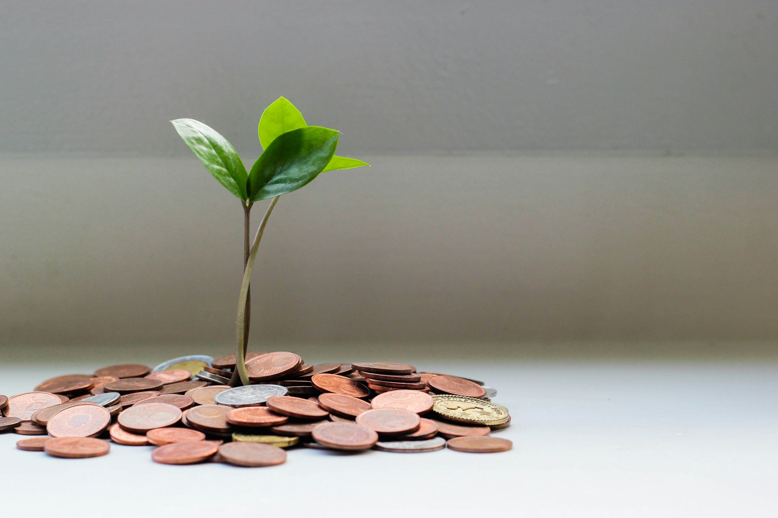 Green plant surrounded by coins.